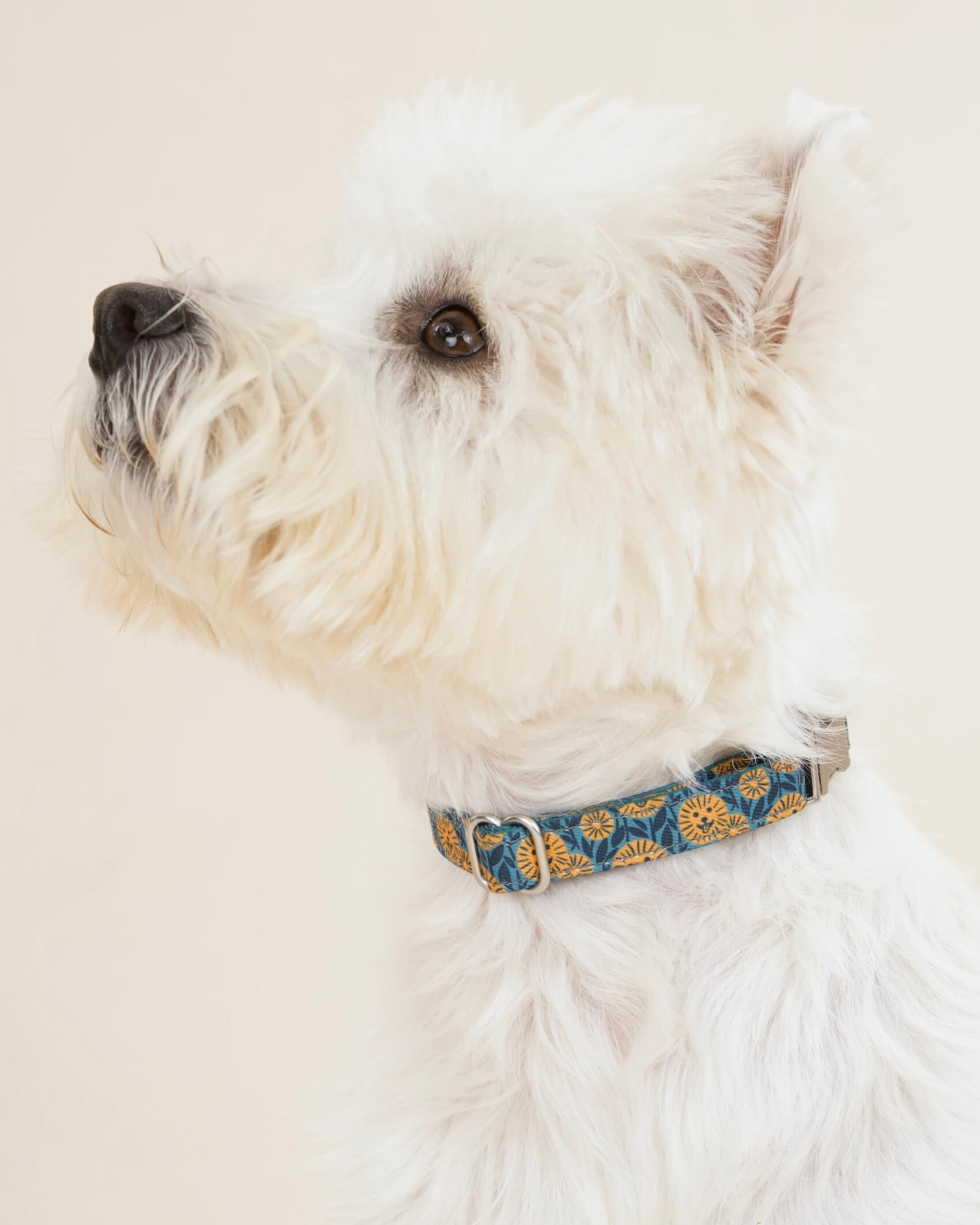 Dog Collars