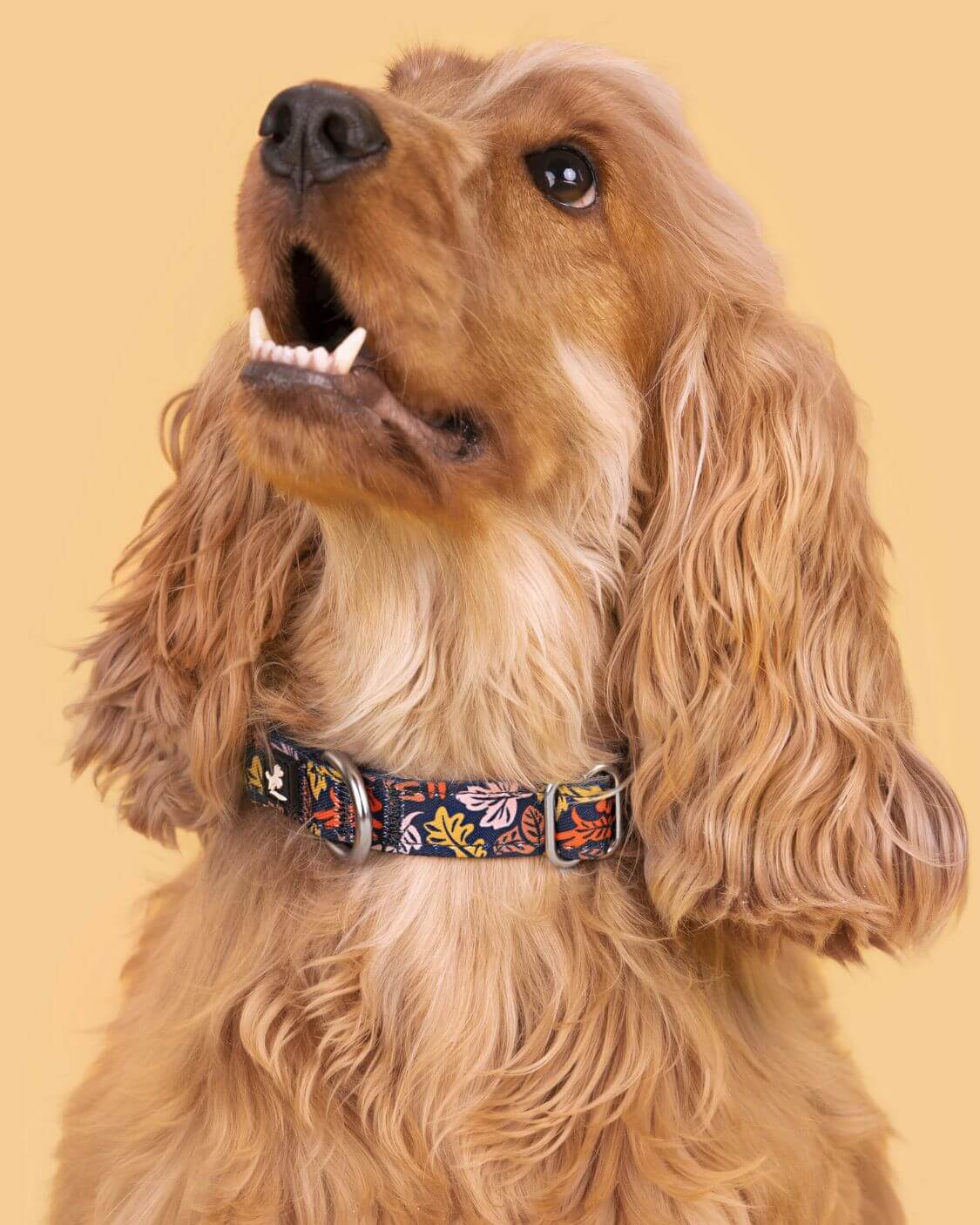 Dog Collar and Leash Set | Fall Leaf Blue & Pink