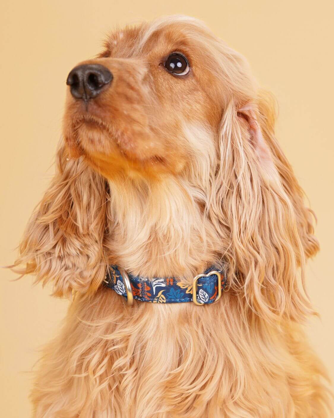 Dog Collar | Fall Leaf Blue & Amber