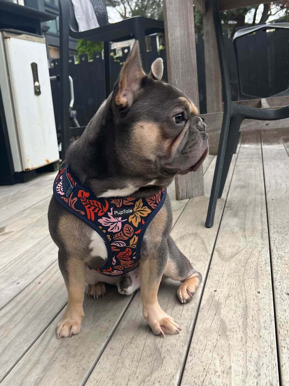 PupTale