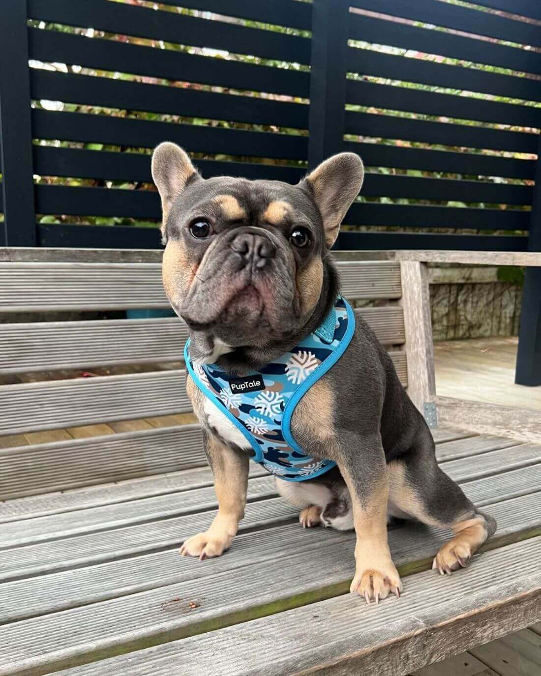 PupTale