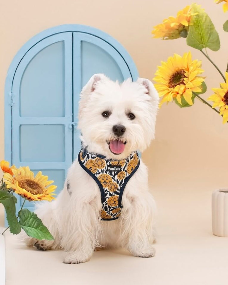 Puppy Harness and Leash | Spring Sunflower Blue & Yellow