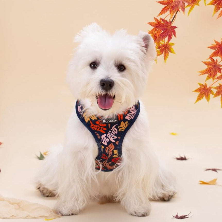White dog wearing a floral harness on a beige background with autumn leaves.