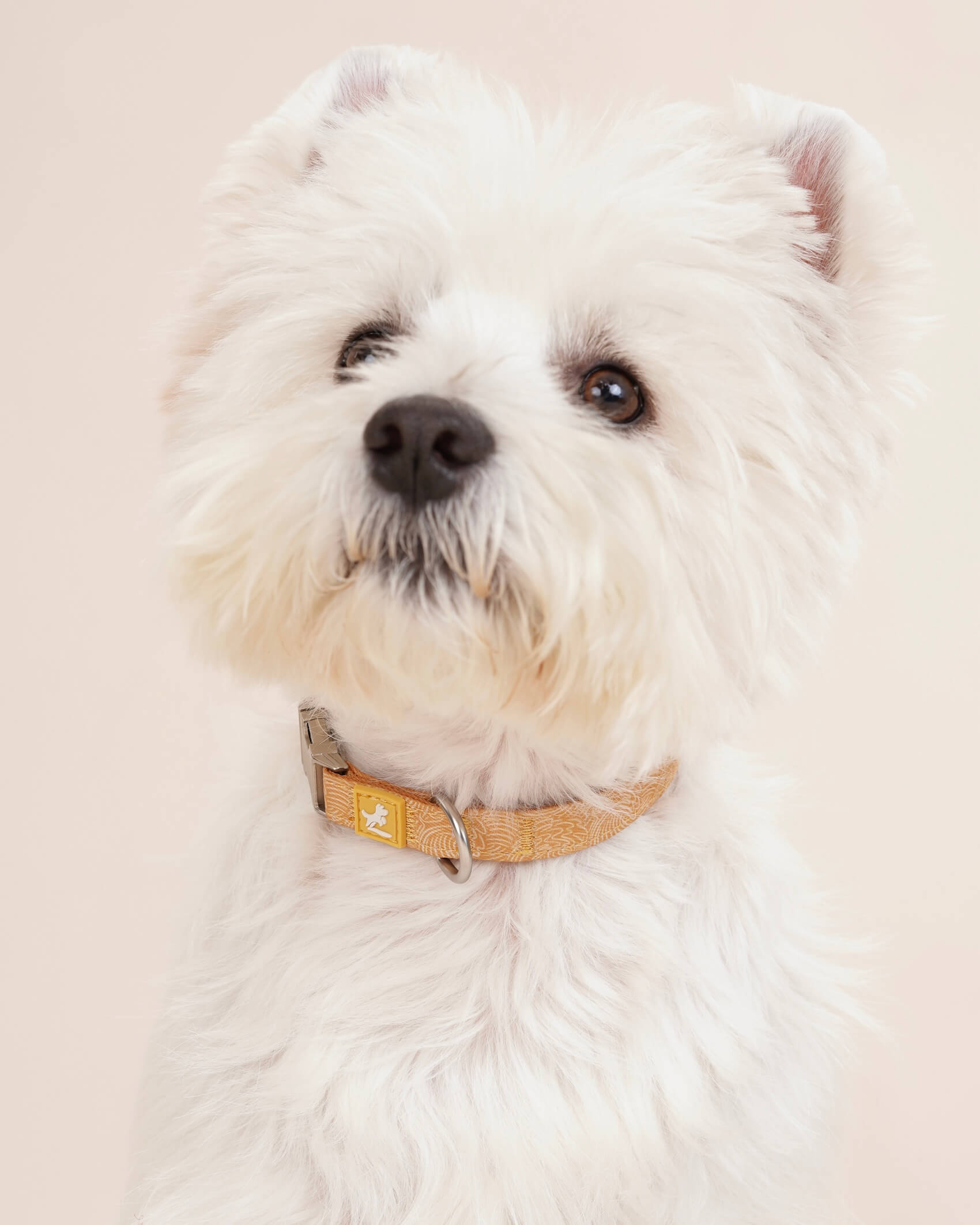 Dog Collar and Leash Set | Summer Wave Gold