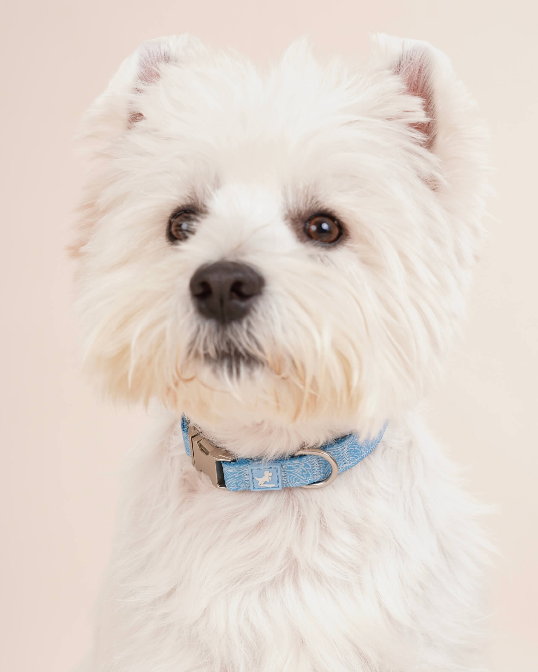 Dog Collar and Leash Set | Summer Wave Blue