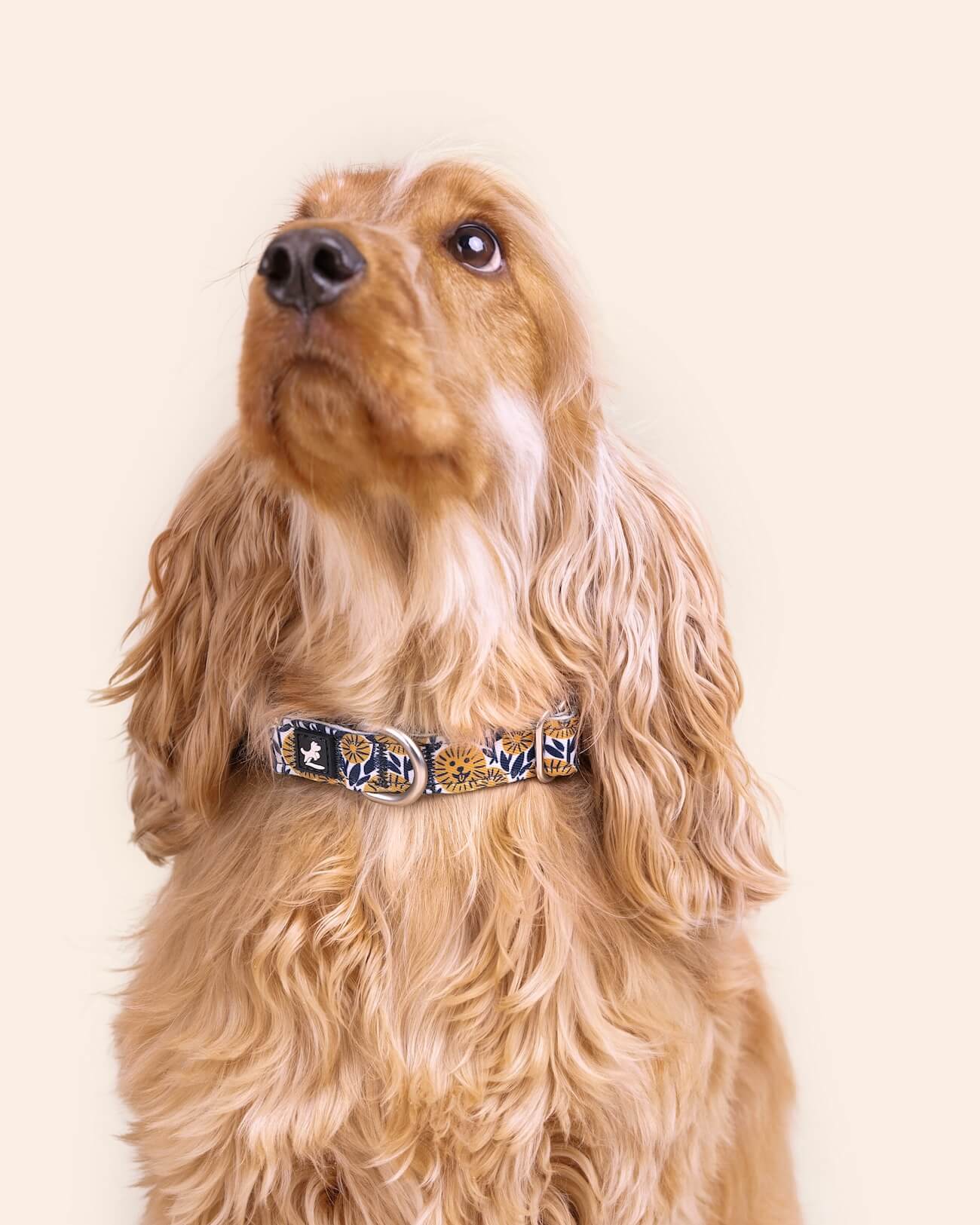 Dog Collar and Leash Set | Spring Sunflower Blue & Yellow