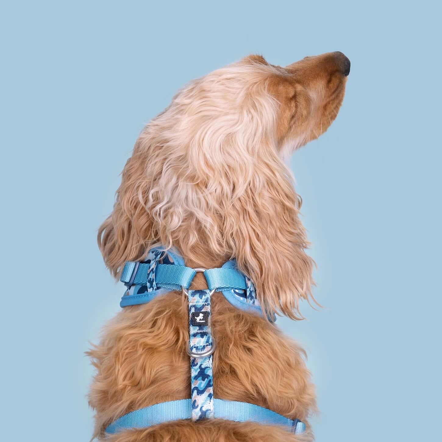 Puppy Harness and Leash | Winter Snowflake Blue & Brown