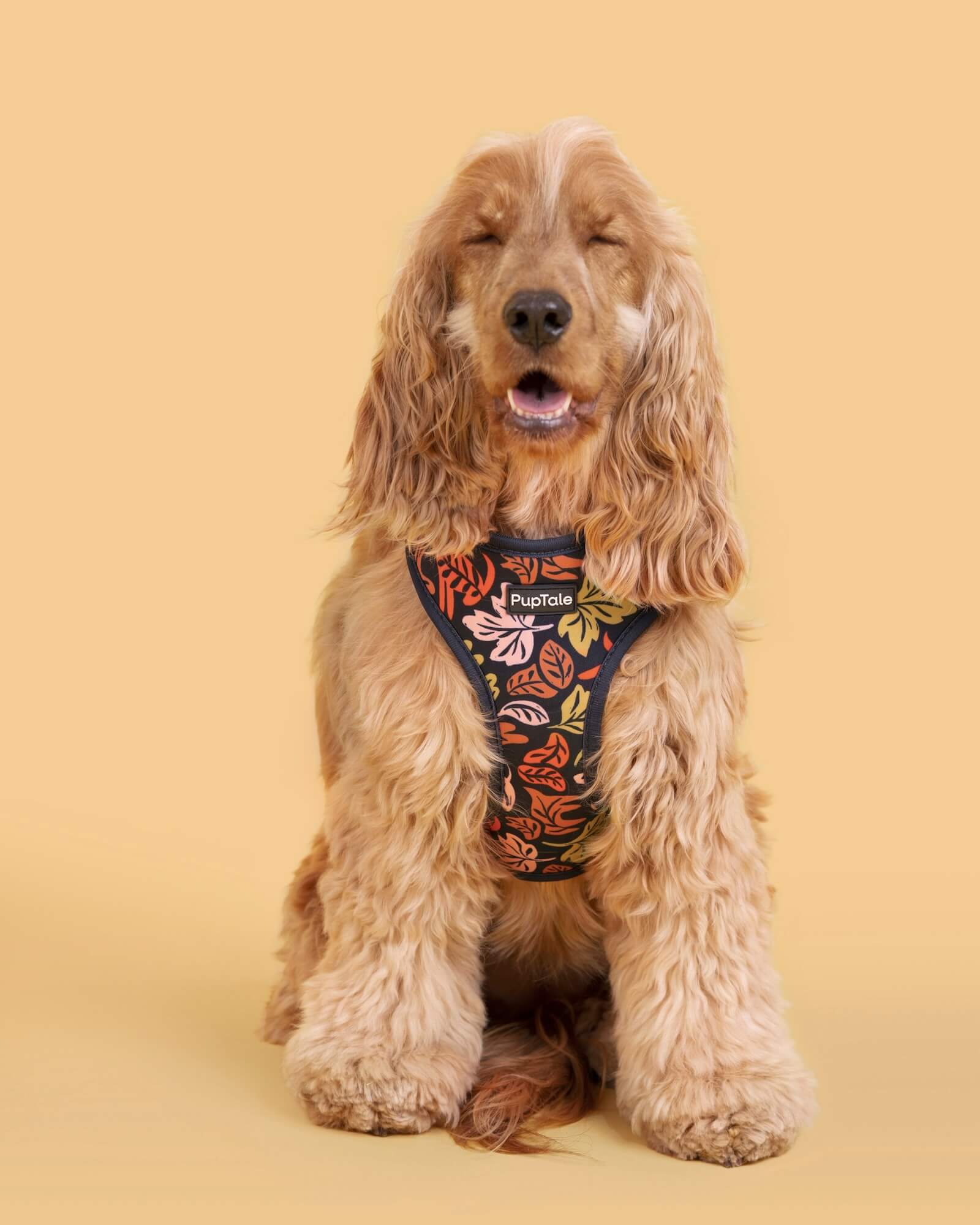 Dog Harness and Leash Set | Fall Leaf Blue & Pink