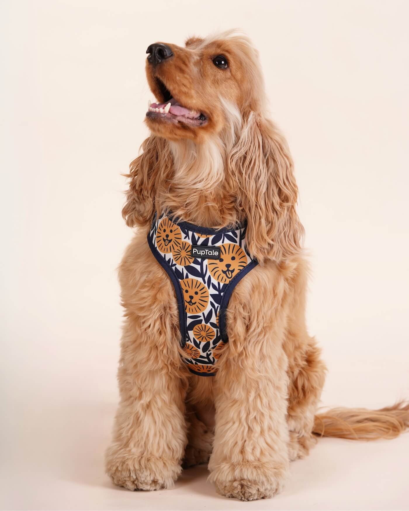 Adjustable Dog Harness | Spring Sunflower Blue & Yellow