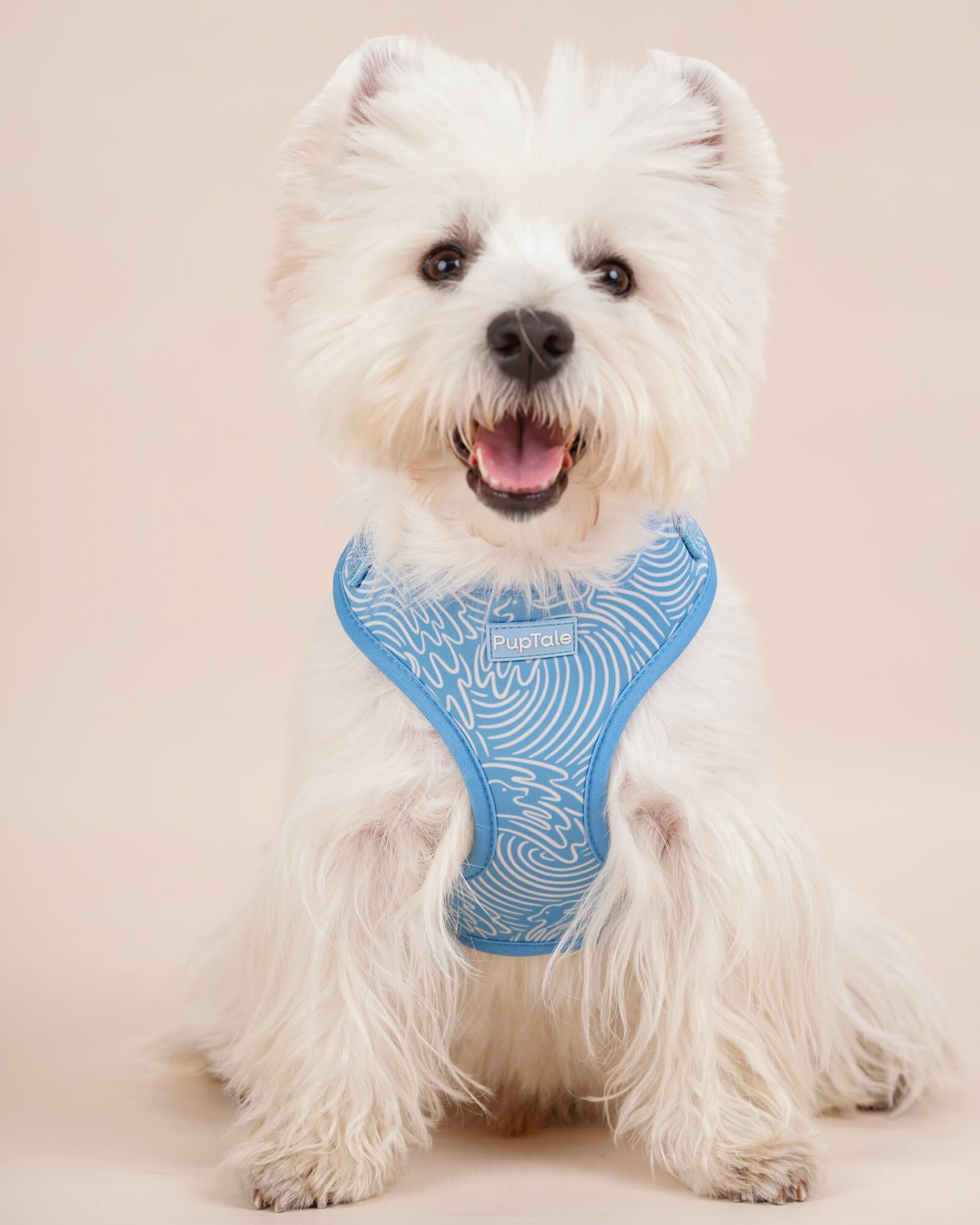 Dog Harness and Leash Set | Summer Wave Blue