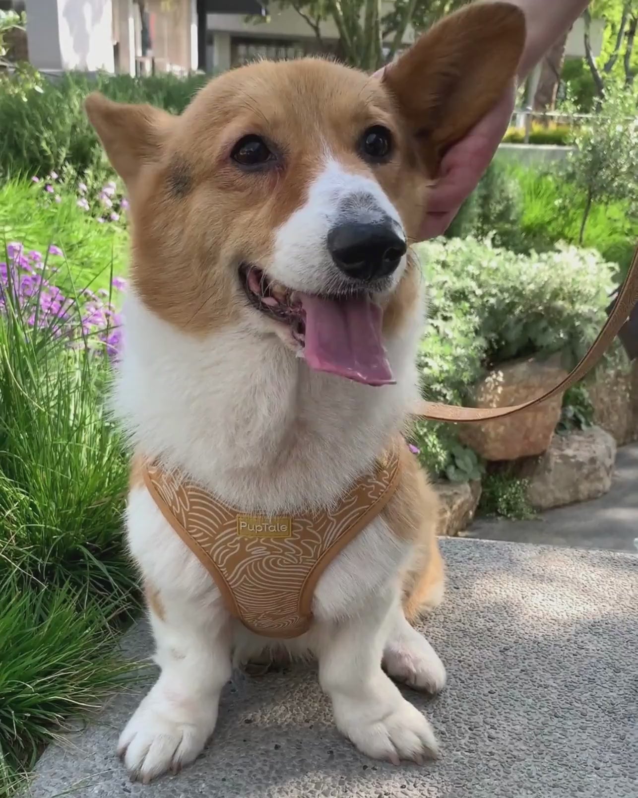 PupTale
